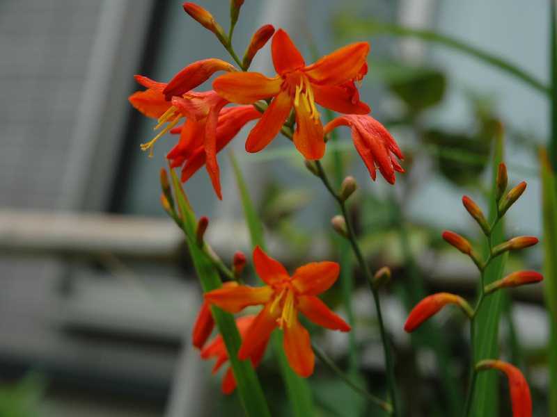 ワトソニア ヒオウギスイセン が咲き始めました 熊本の花所