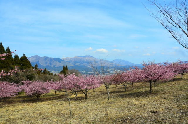 miasosaku19030922.JPG