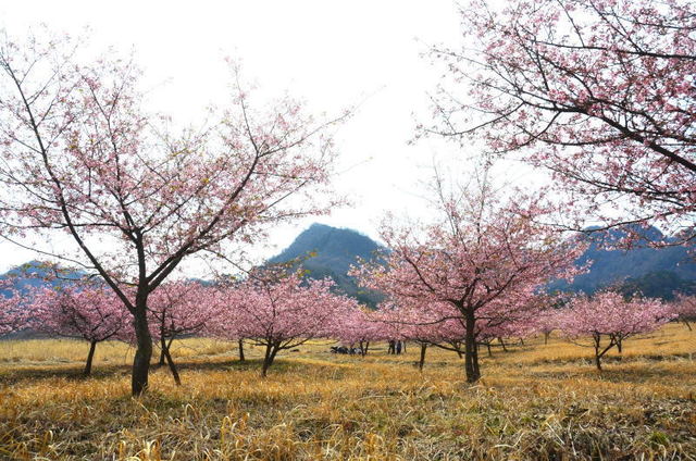 miasosaku19030925.JPG