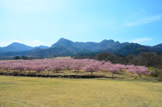 miasosaku19030912.JPG