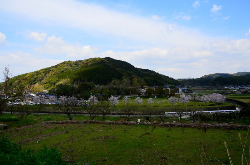 甲佐町 龍野小学校と龍野ふれあい広場の桜: 熊本の花所