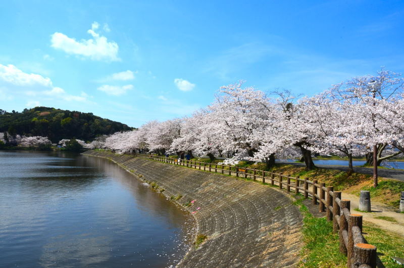 宇土市 立岡自然公園の桜 19年 熊本の花所