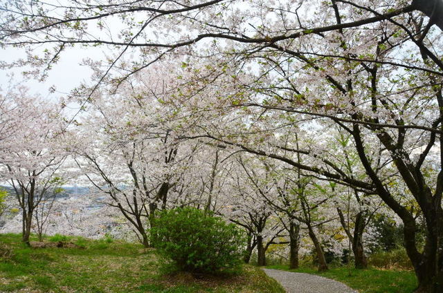 yotuyama19040511.JPG
