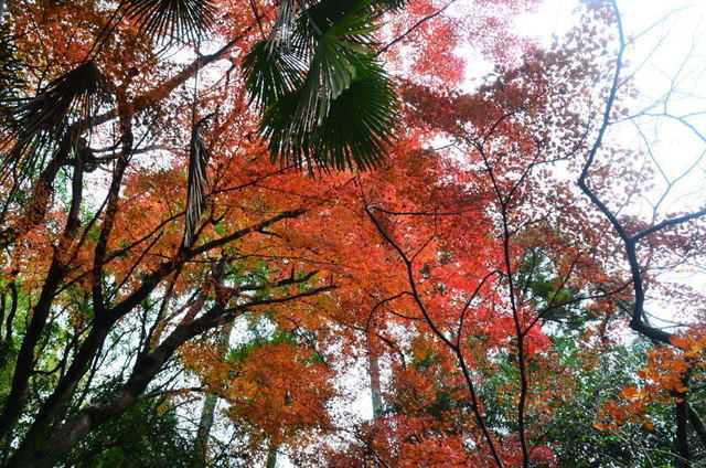 sankendou19112716.JPG