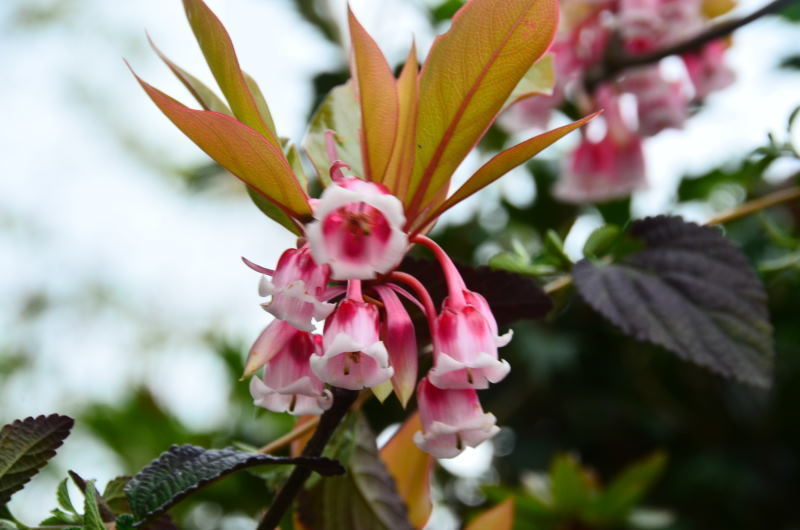 タイワンドウダンツツジ 熊本の花所