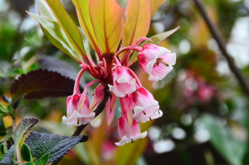 タイワンドウダンツツジ 熊本の花所