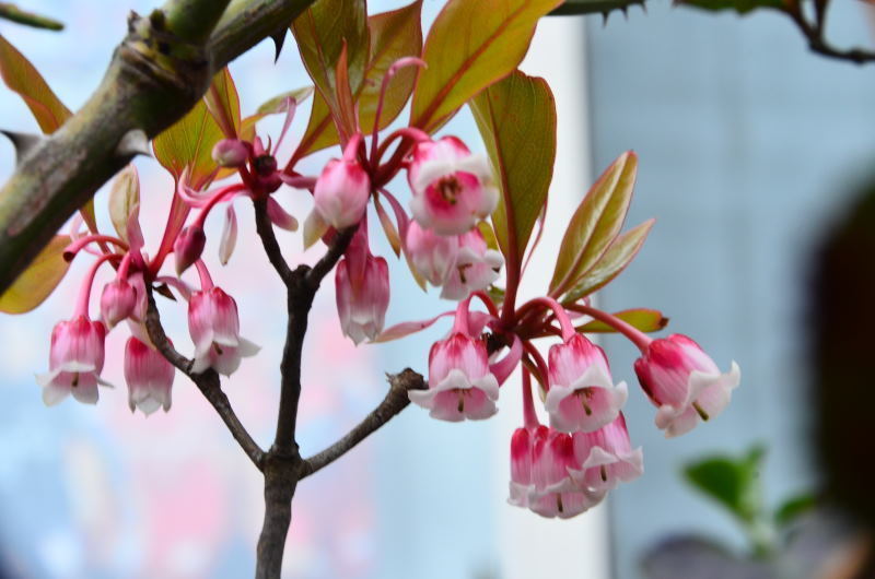 タイワンドウダンツツジ 熊本の花所