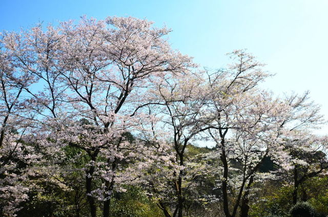 mifune20032507.JPG