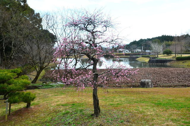 nishinokub20013023.JPG