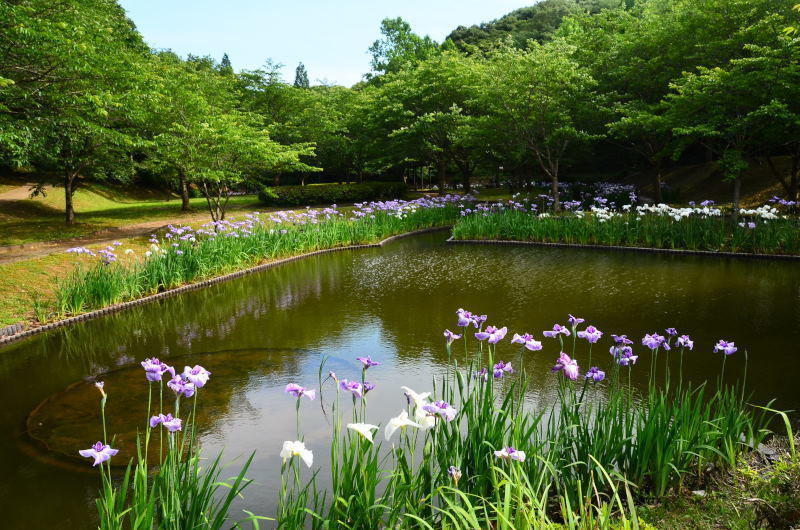 宇土市 立岡自然公園のショウブ園 年 熊本の花所