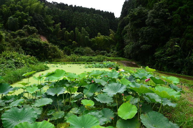 nagomi20071310.JPG