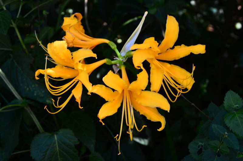 リコリス オーレア 熊本の花所