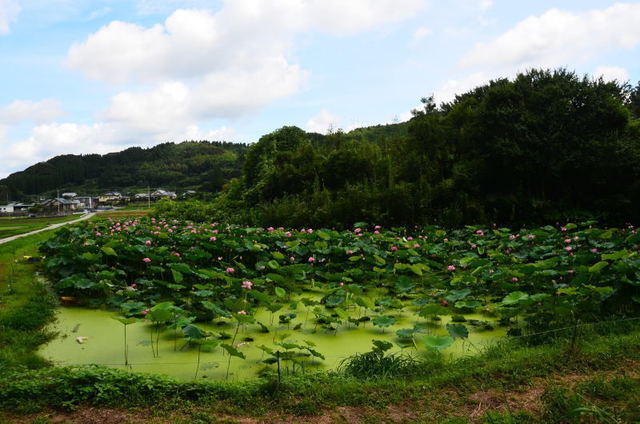 yamaga21071319.JPG