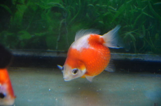 nagasu21022026.JPG