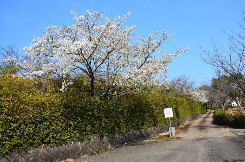 芦北町 御立岬公園の白い桜 21年 熊本の花所