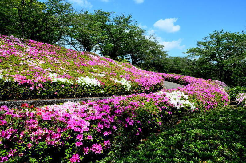 大津町 昭和園のツツジ（2021年）: 熊本の花所