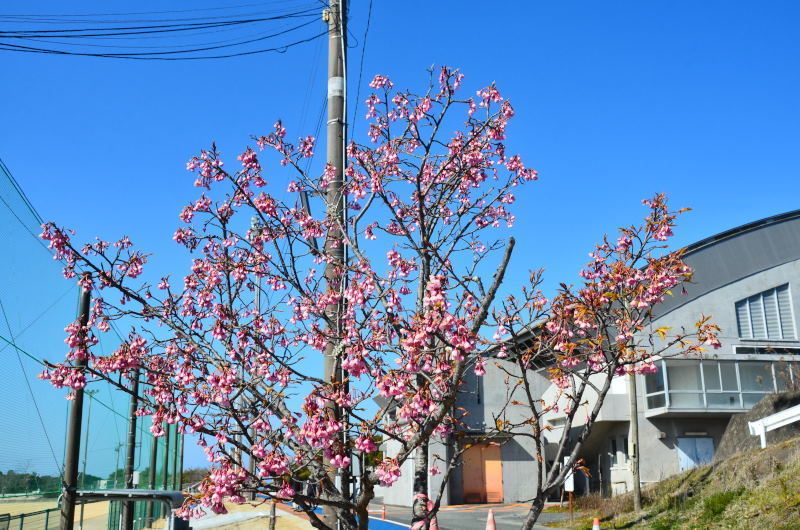 上天草市 大矢野総合スポーツ公園の緋寒桜(2022年3) 熊本の花所 上天草市 大矢野総合スポーツ公園の緋寒桜(2022年3) 熊本の花所