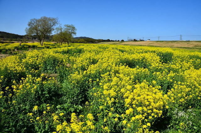 tamayama22031610.JPG