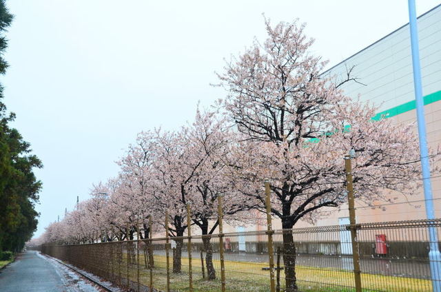 kikuyou22031809.JPG