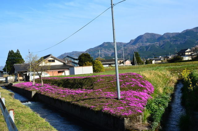 shibamina22050611.JPG