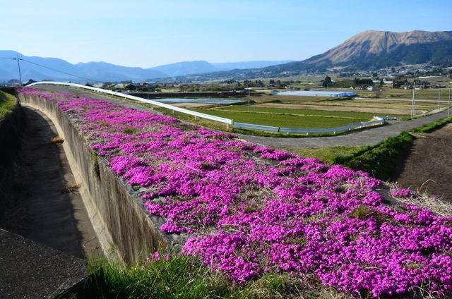 shibamina22050630.JPG