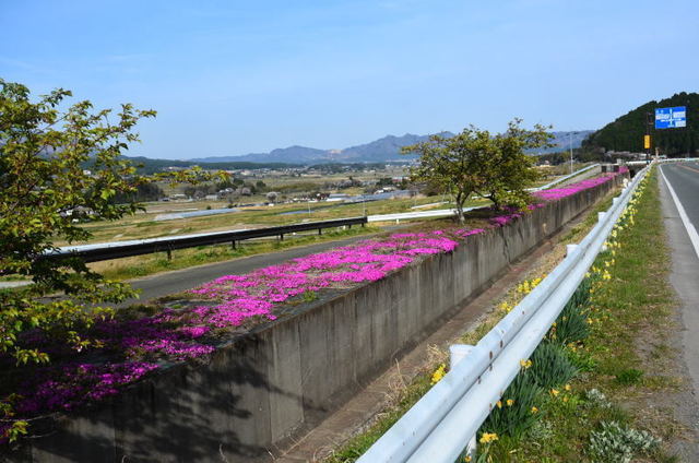 shibamina22050633.JPG