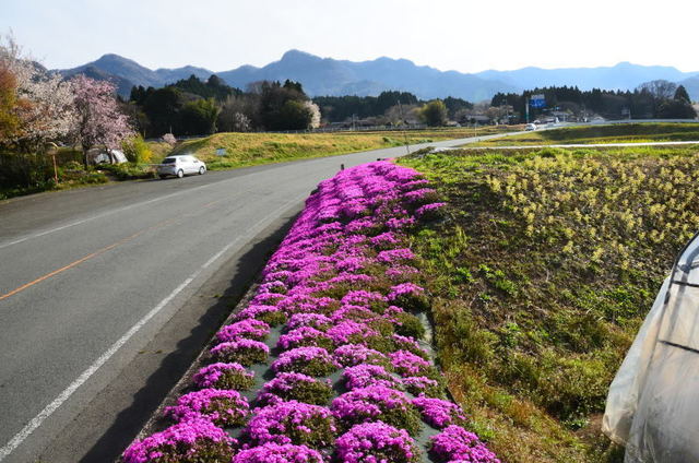 shibamina22050638.JPG