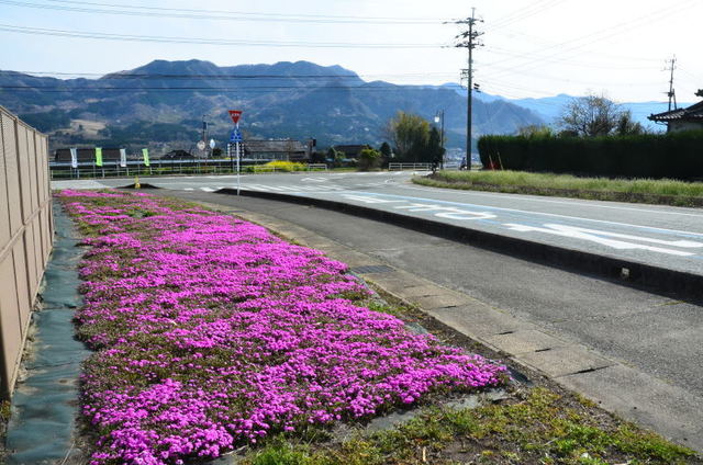shibamina22050650.JPG