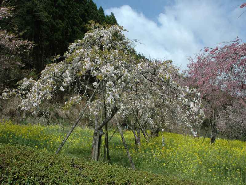 水上村 桜図鑑園: 熊本の花所