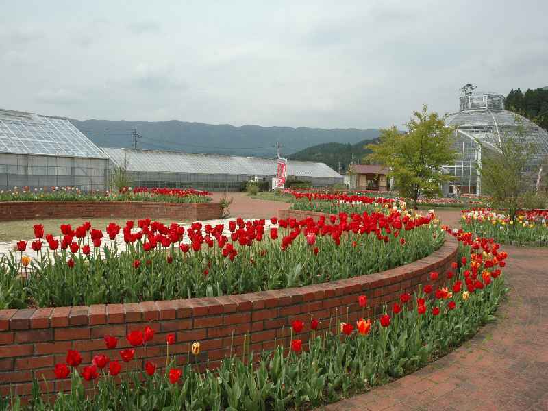 阿蘇市 はな阿蘇美のチューリップ 熊本の花所