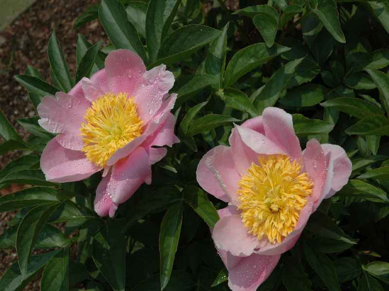 熊本城の肥後シャクヤク 熊本の花所