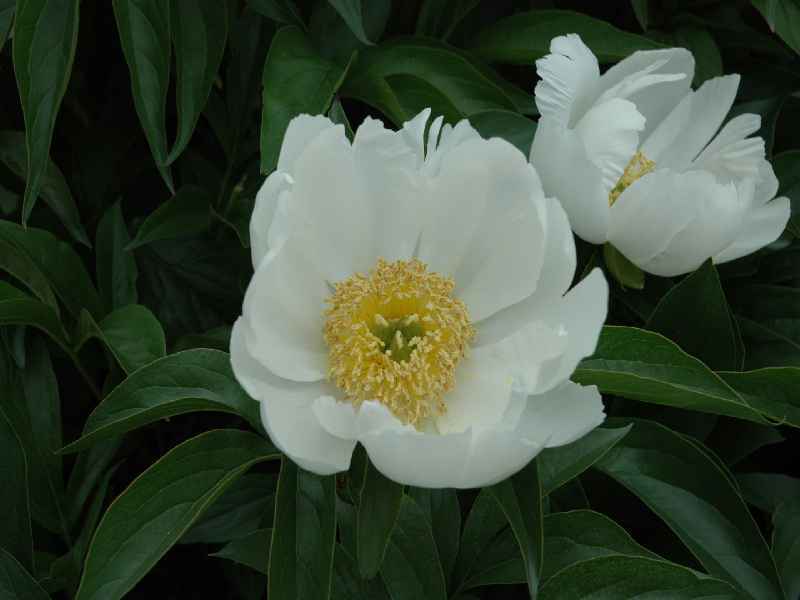 肥後シャクヤクの花 熊本の花所