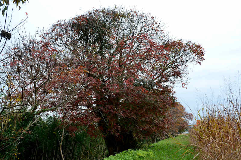 熊本市 加瀬川沿い ハゼの紅葉 熊本の花所