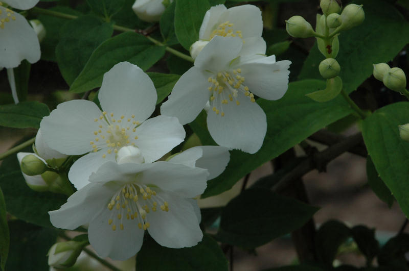 バイカウツギ二種類 熊本の花所