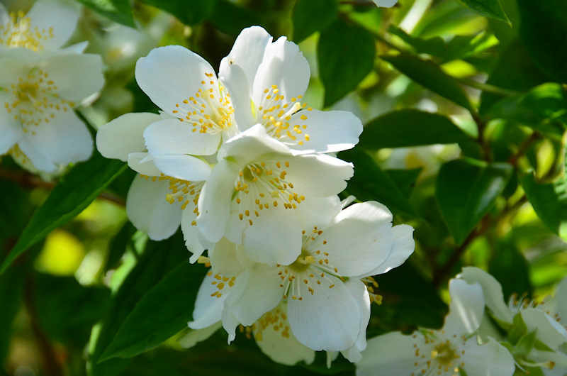 バイカウツギにウツギ 熊本の花所