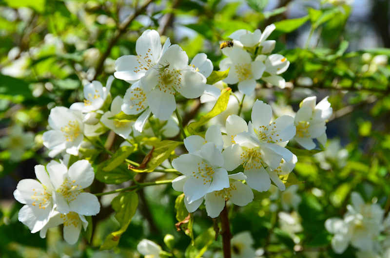 バイカウツギにウツギ 熊本の花所