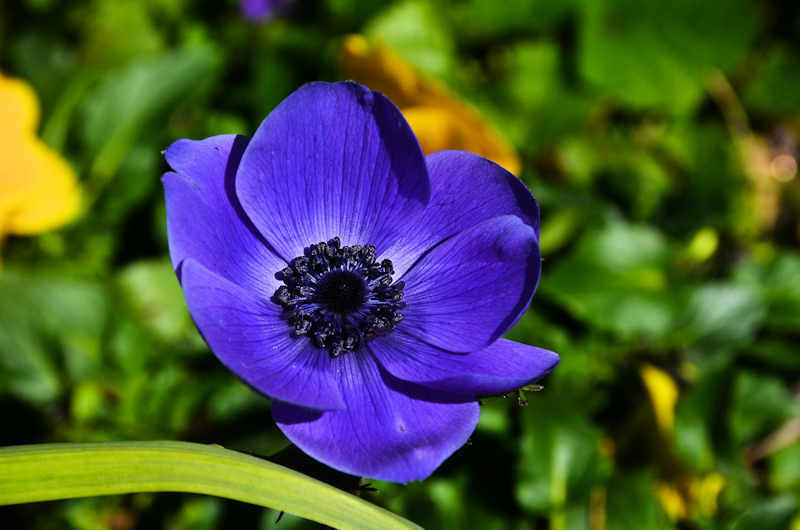 紫のアネモネが咲きました 熊本の花所