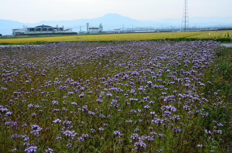 熊本市 沼山津 田圃のアンジェリア ハゼリソウ科 熊本の花所