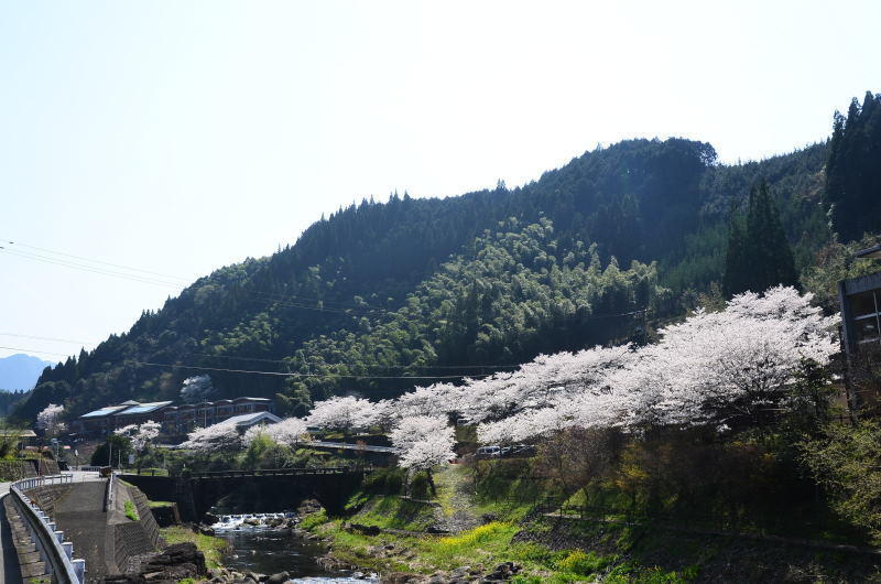 球磨村 一勝地温泉かわせみ付近の桜 18年 熊本の花所