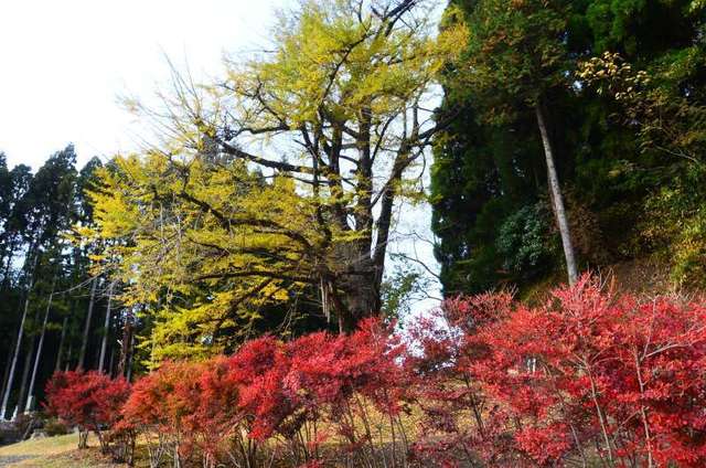 chichinoki22111008.JPG
