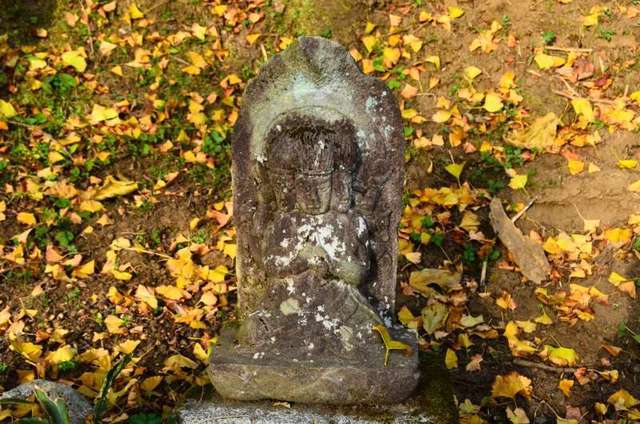 chichinoki22111014.JPG