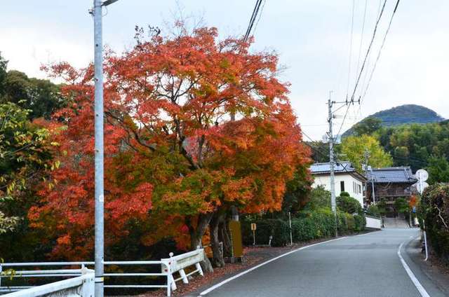 gakurinji22111801.JPG