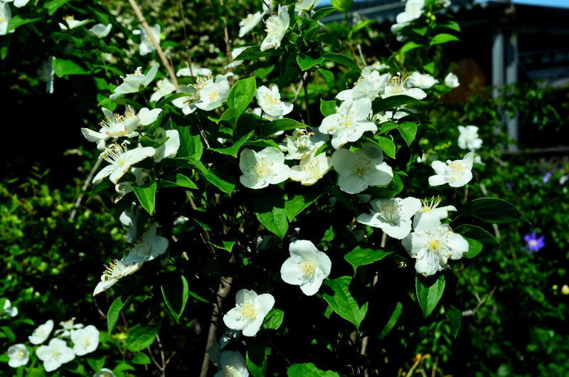 バイカウツギ ２ 熊本の花所