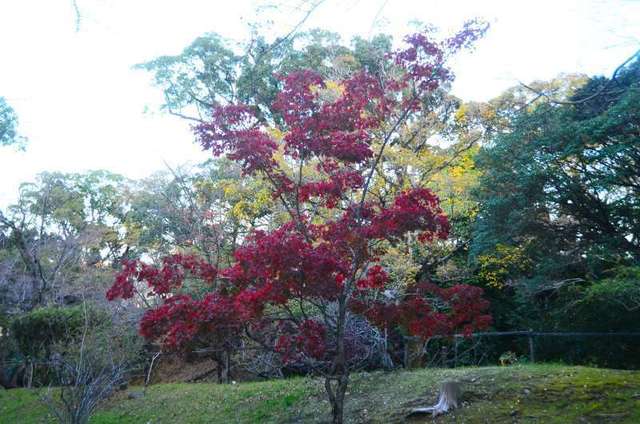 kumamoto22112505.JPG