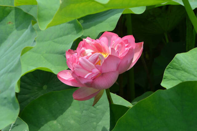 nagomi23062007.JPG