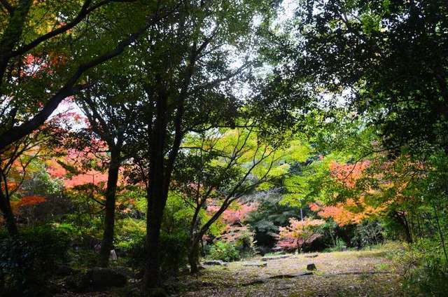 soukeien22111809.JPG