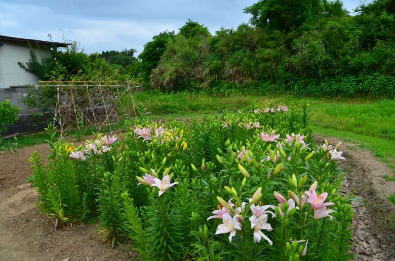 荒尾市 下井手の「助丸区花菖蒲園」（2023年）: 熊本の花所