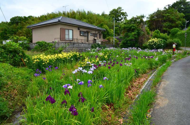 荒尾市 下井手の「助丸区花菖蒲園」（2023年）: 熊本の花所