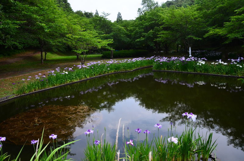 宇土市 立岡自然公園のショウブ園 宇土市のアジサイが見頃でした 22年速報 熊本の花所