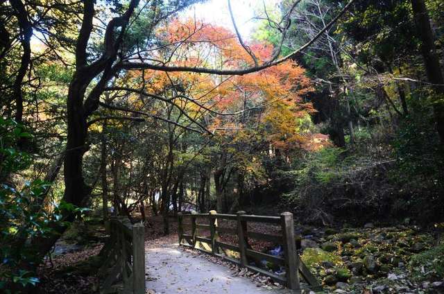 yamabuki22111114.JPG